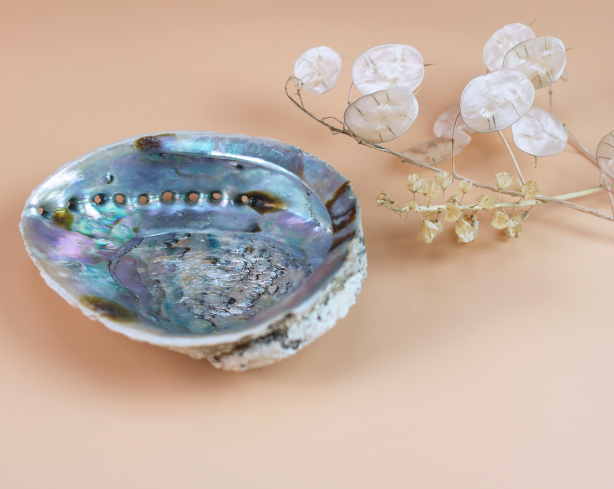 Abalone Muschel XXL