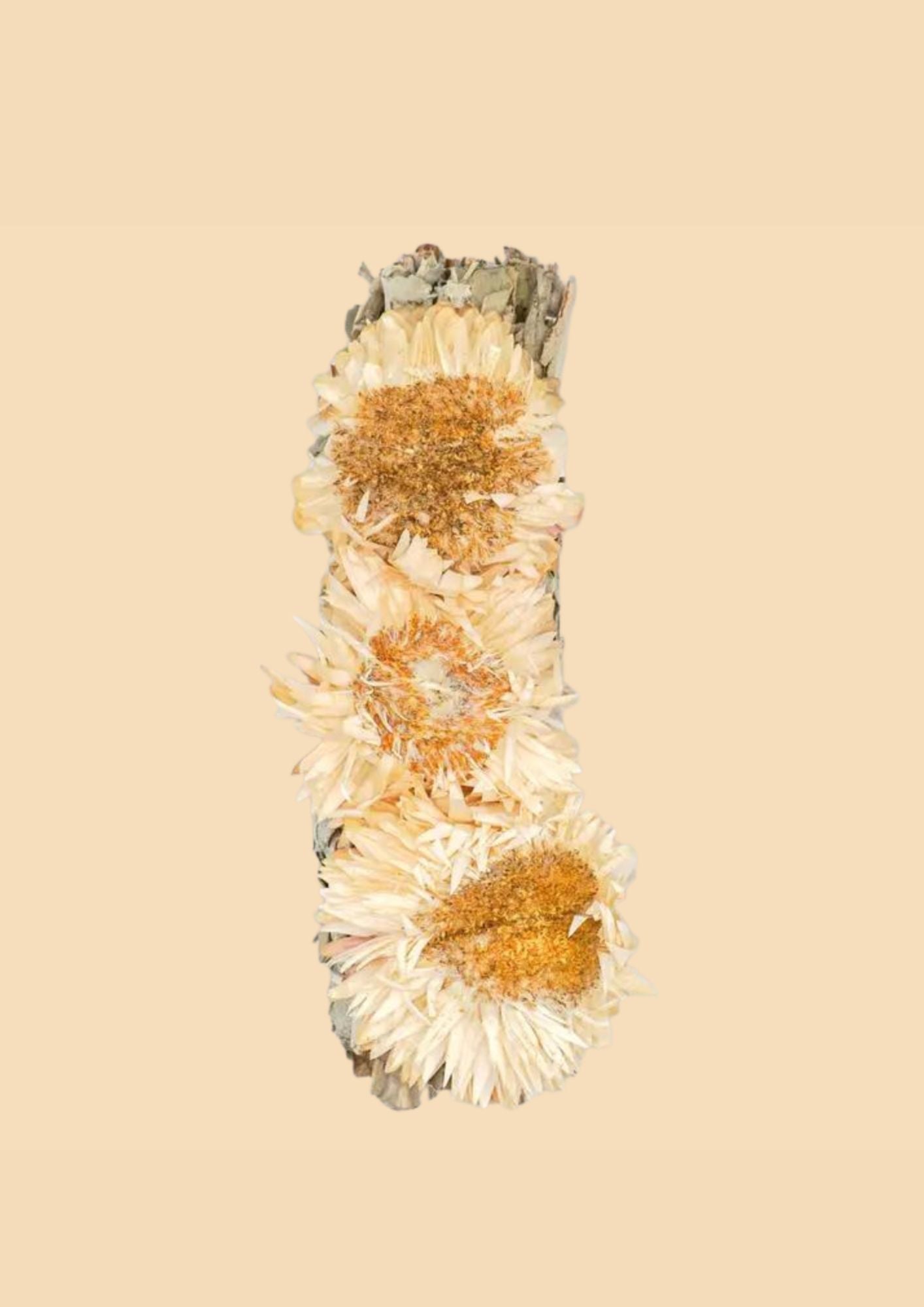 Albino-Sonnenblume mit weißen Salbeibündeln